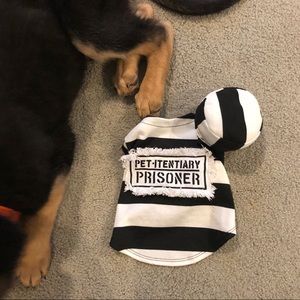 Dog Halloween costume
